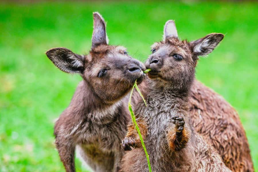 Sydney: Featherdale Wildlife Park Private Tour - Who This Tour Suits Best