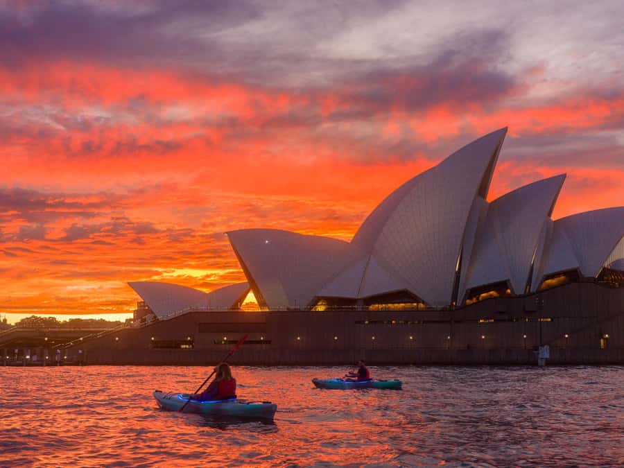 Sydney: Harbour Sunrise Kayak Tour - Dolphin and whale spotting, plus marine life time