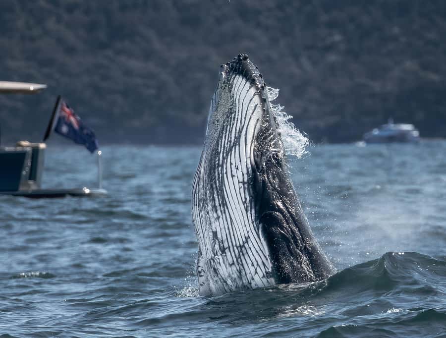 Sydney: Ocean Whale Watching Experience - Key things I’d book this for