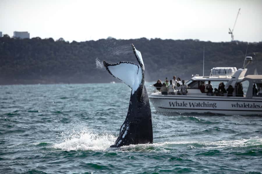 Sydney: Ocean Whale Watching Experience - Darling Harbour Departure: King Street Wharf 3 and the Sydney Icons