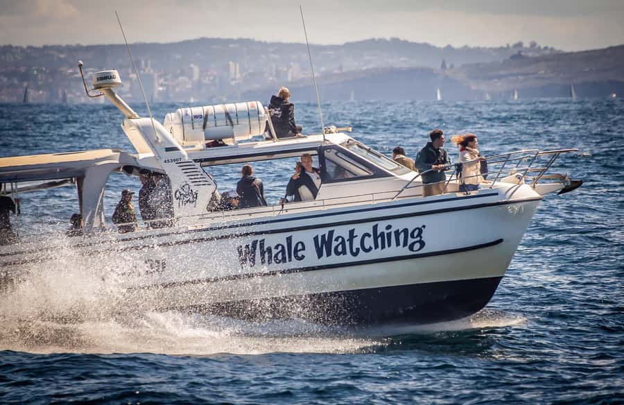 Sydney: Ocean Whale Watching Experience - 150 Minutes on the Water: From Safety Briefing to Whale Watching Time