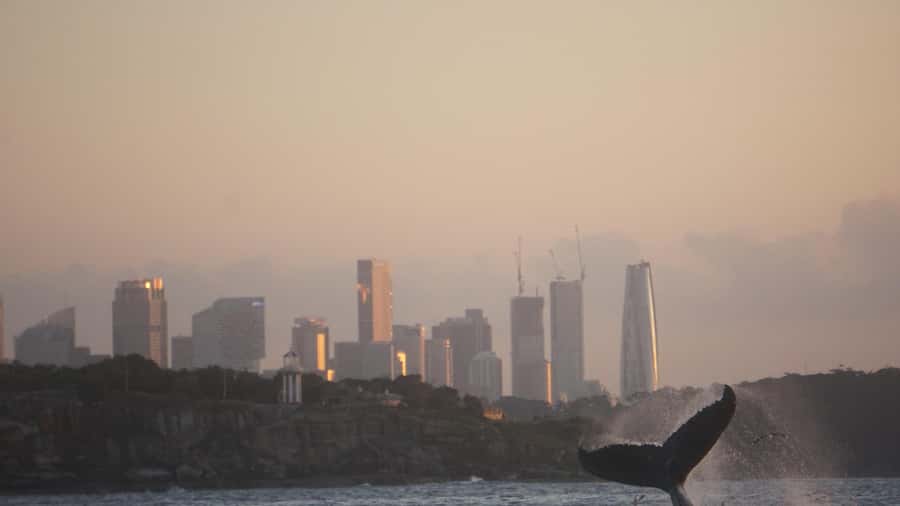 Sydney: Ocean Whale Watching Experience - Winter Humpback Migration: What You Can Realistically Hope to See