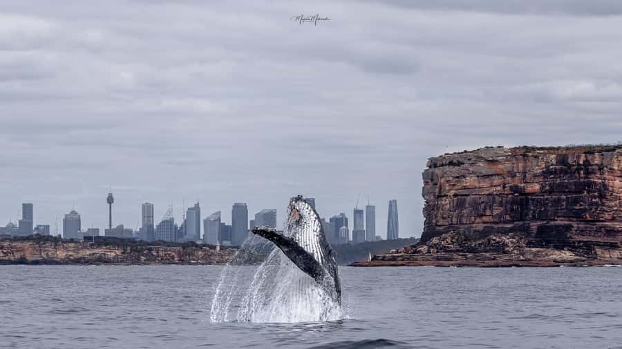 Sydney: Ocean Whale Watching Experience - Weather, Choppy Water, and How to Prepare Like a Pro