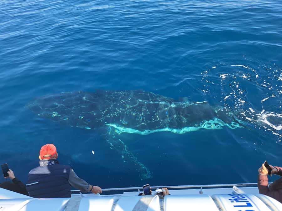 Sydney: Ocean Whale Watching Experience - Price and Value at Around $98: What You’re Really Paying For