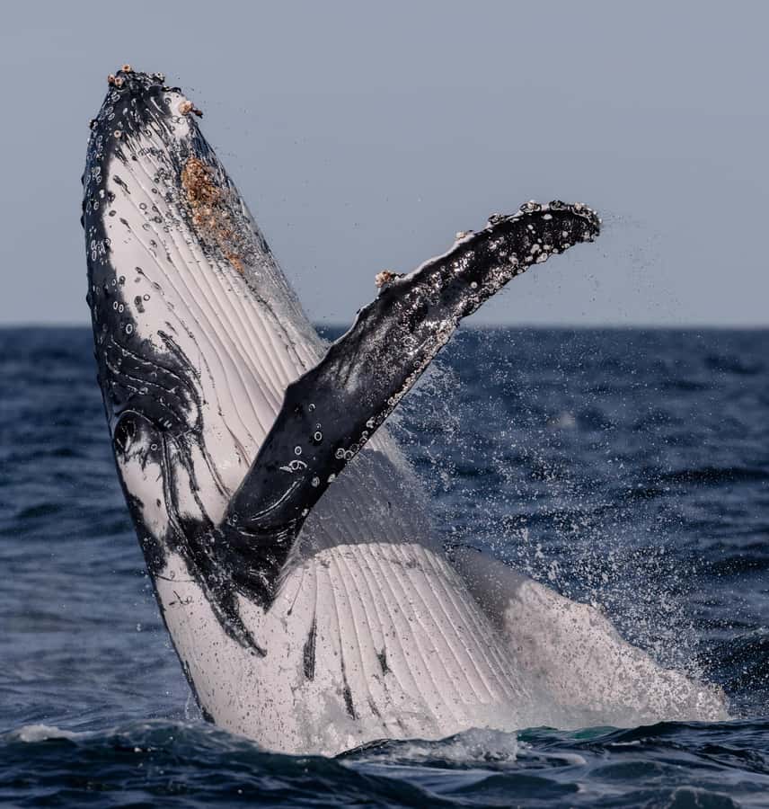 Sydney: Ocean Whale Watching Experience - Who Should Book Whale Tales for Winter Whales?