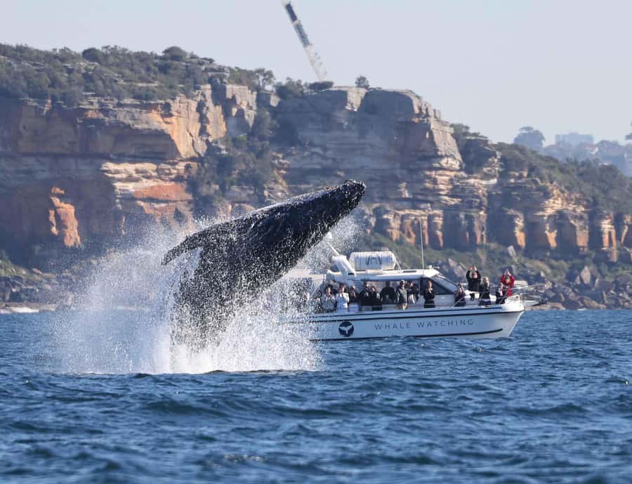 Sydney: Ocean Whale Watching Experience - Should You Book This Whale Watching Tour?