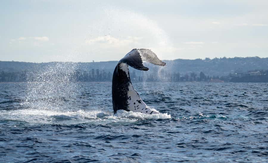 Sydney: Ocean Whale Watching Experience - Boat Size, Viewing Layout, and Why “Intimate” Here Is Practical