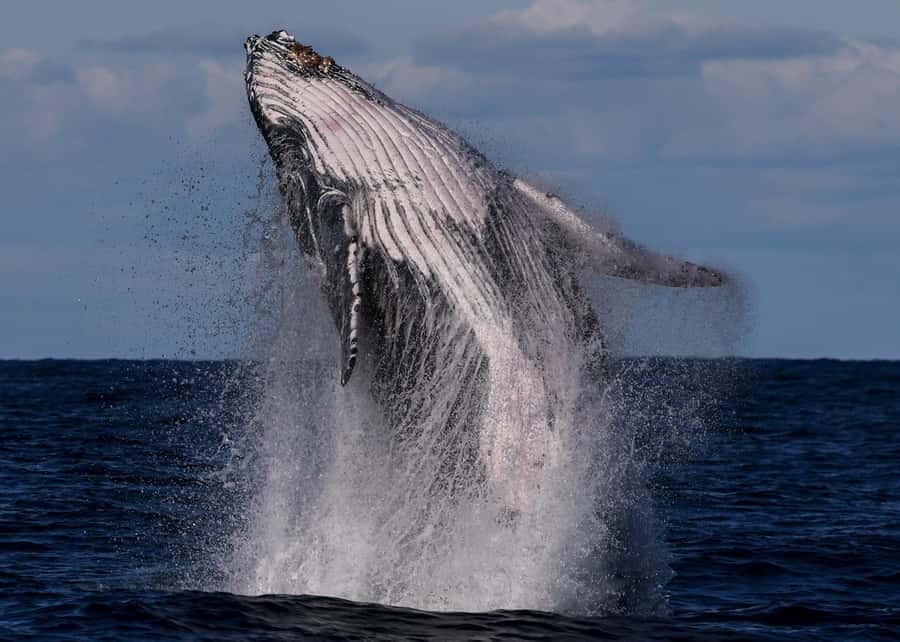 Sydney: Scenic Whale Watching Cruise - Whales Guaranteed - Key things to know before you go