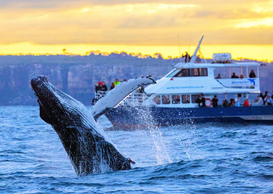 Sydney: Scenic Whale Watching Cruise - Whales Guaranteed - The 3-hour itinerary, from harbour icons to open water