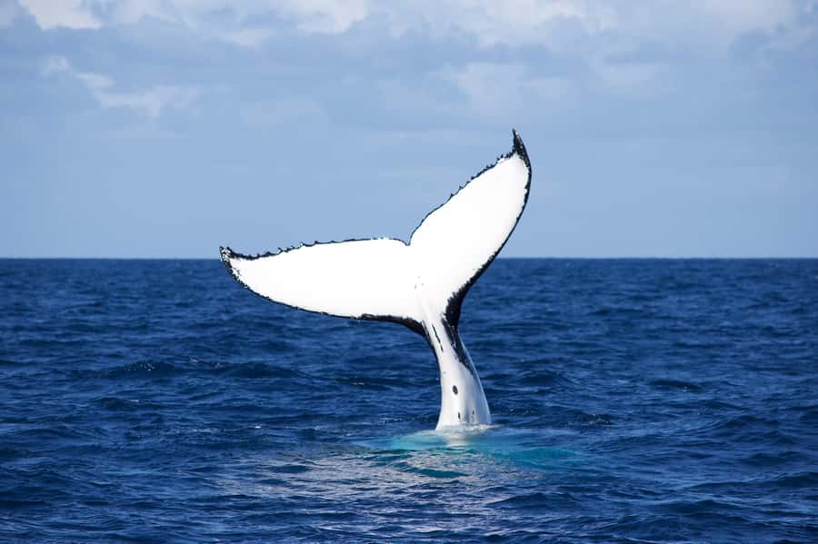 Sydney: Scenic Whale Watching Cruise - Whales Guaranteed - Crew, commentary, and real-time whale spotting