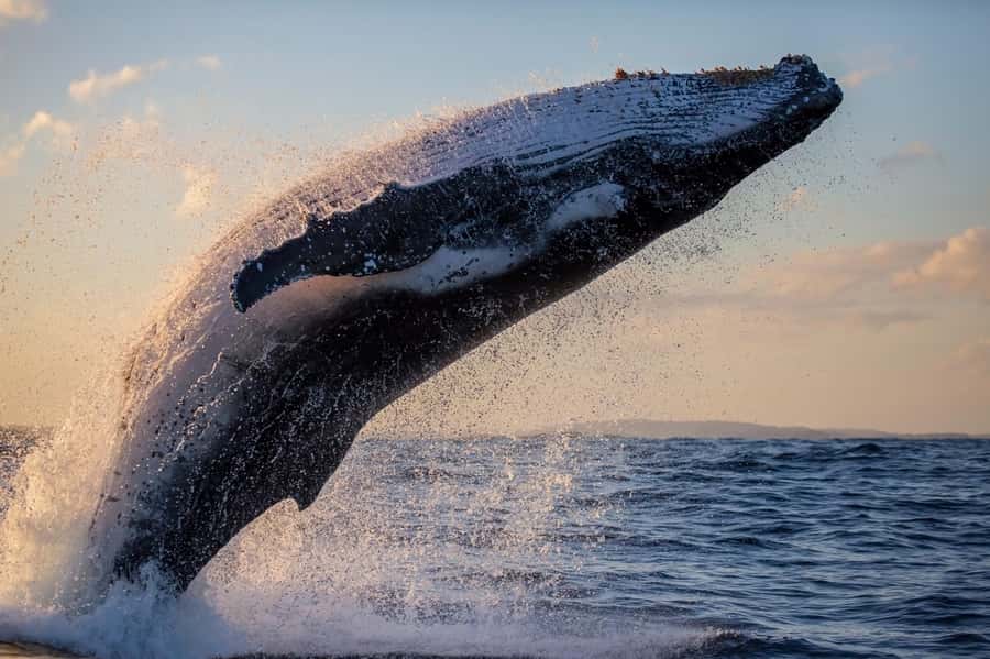 Sydney: Scenic Whale Watching Cruise - Whales Guaranteed - What to bring, what to wear, and who this fits best