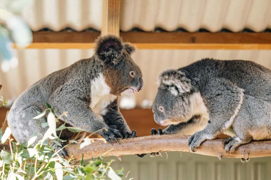 Sydney: Small Group Blue Mountains, Wildlife & Waterfalls - Featherdale Wildlife Park: the animal start that makes the day click