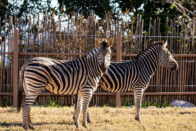 Sydney Taronga Zoo General Entry Ticket - Free-Flight Birds: Why This Set Piece Matters