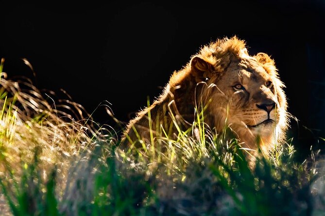 Sydney Taronga Zoo General Entry Ticket - Ticket Value: Entry Plus the Shows That Anchor Your Visit