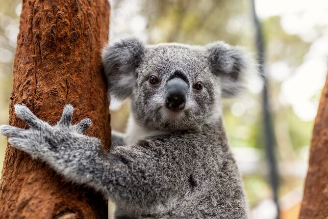 Sydney Taronga Zoo's Aussie Backyard Adventure Tour - Key highlights at a glance