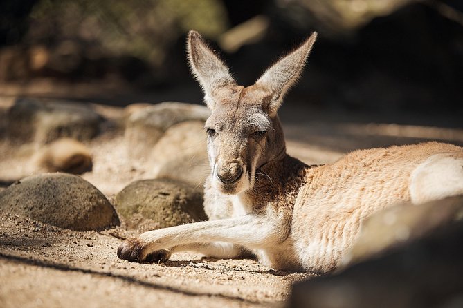 Sydney Taronga Zoo's Aussie Backyard Adventure Tour - Price and value: $75.31 for guide time plus a full zoo day