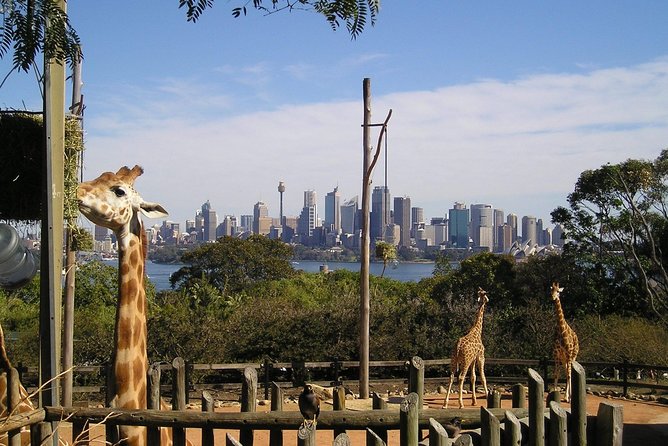Sydney Taronga Zoo's Aussie Backyard Adventure Tour - Camera time: how to get better photos without wasting energy