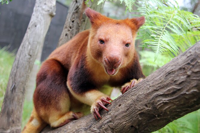 Sydney Taronga Zoo's Aussie Backyard Adventure Tour - Using your all-day pass: turn a good tour into a great zoo day