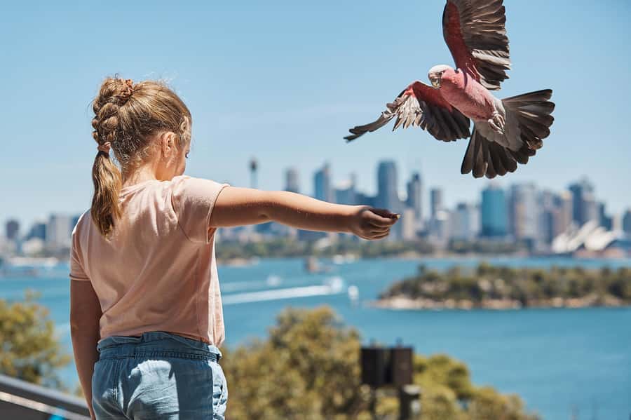 Sydney: Taronga Zoo Ticket with Return Ferry - What You’ll See: Native Wildlife, Exotic Animals, and the Surprise Moments