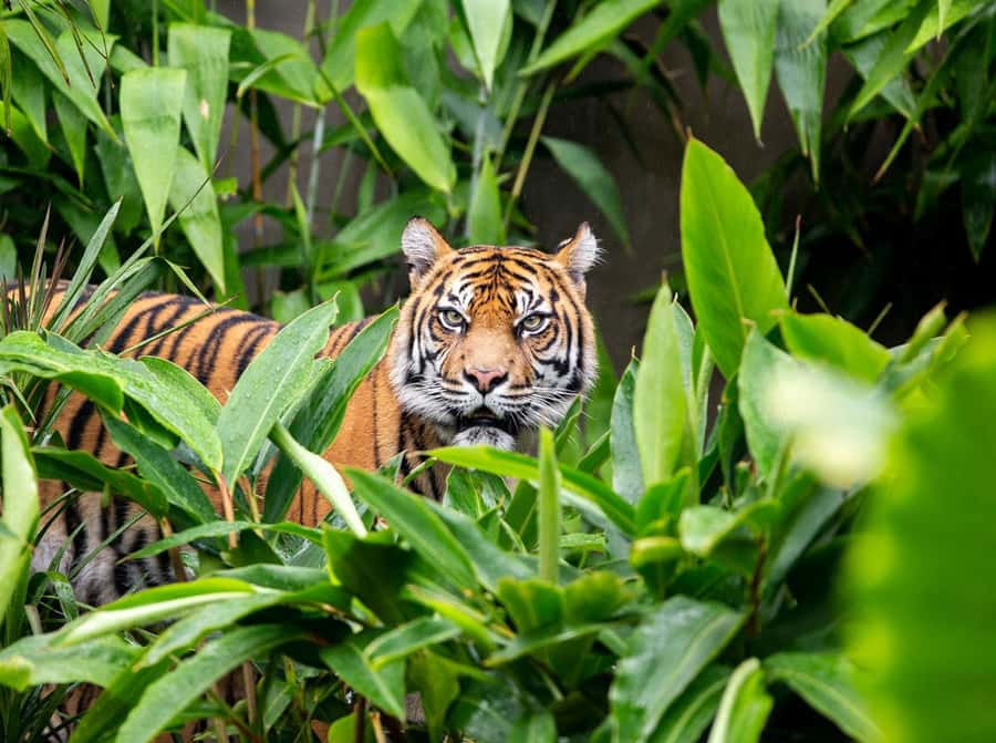 Sydney: Taronga Zoo Ticket with Return Ferry - Where You Pick Up Your Fantasea Cruises Sydney Ticket