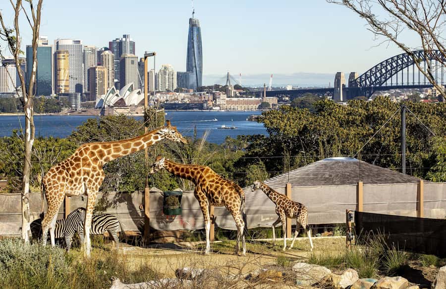 Sydney: Taronga Zoo Ticket with Return Ferry - The Return Ferry That Saves Your Whole Day