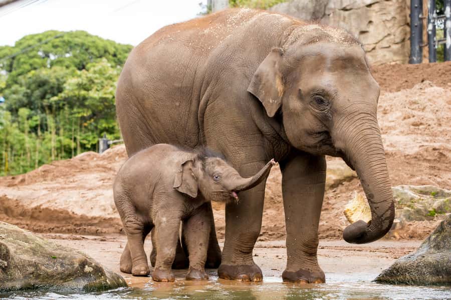 Sydney: Taronga Zoo Ticket with Return Ferry - Taronga Zoo Self-Guided: Walk, Pause, Repeat