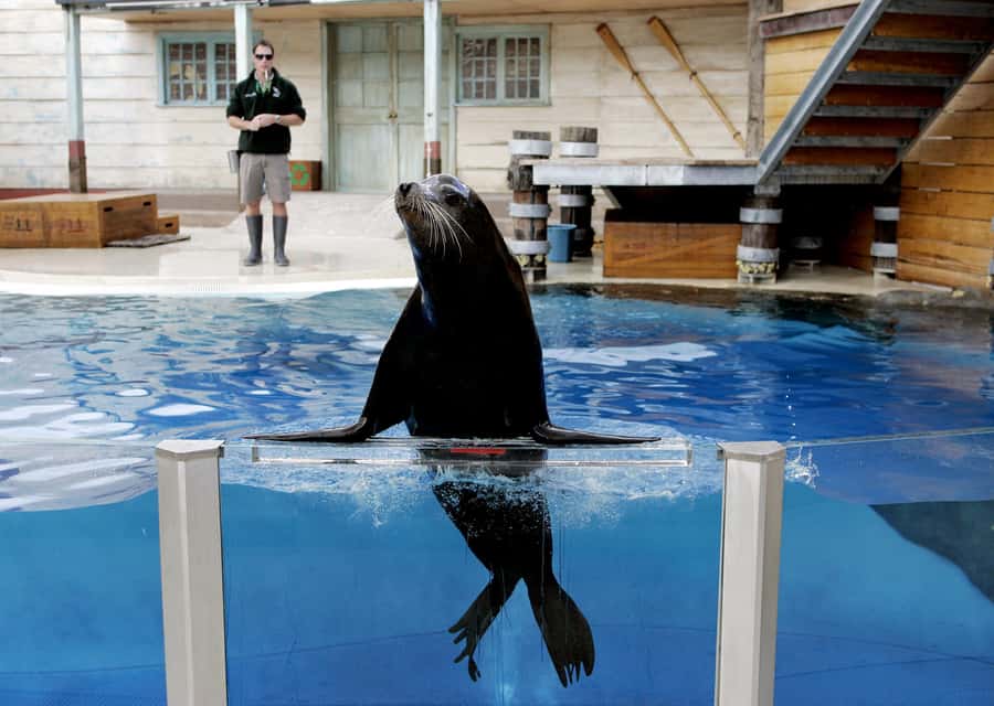 Sydney: Taronga Zoo Ticket with Return Ferry - Hilly Terrain and Mobility Reality Check