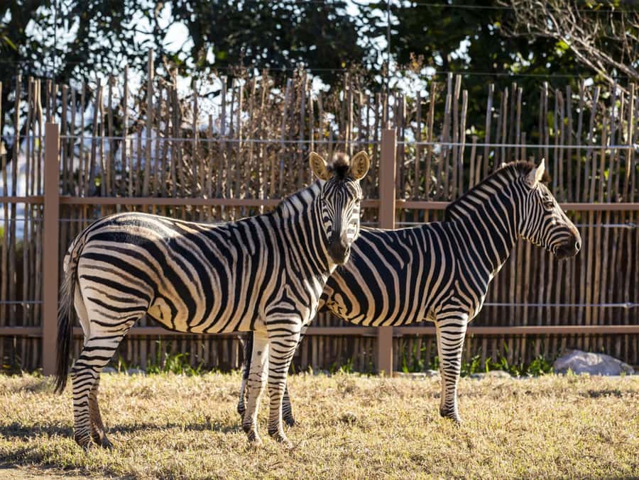 Sydney: Taronga Zoo Tickets - Why Taronga Zoo feels different from other zoos