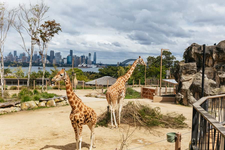 Sydney: Taronga Zoo Tickets - Should you book Taronga Zoo tickets?