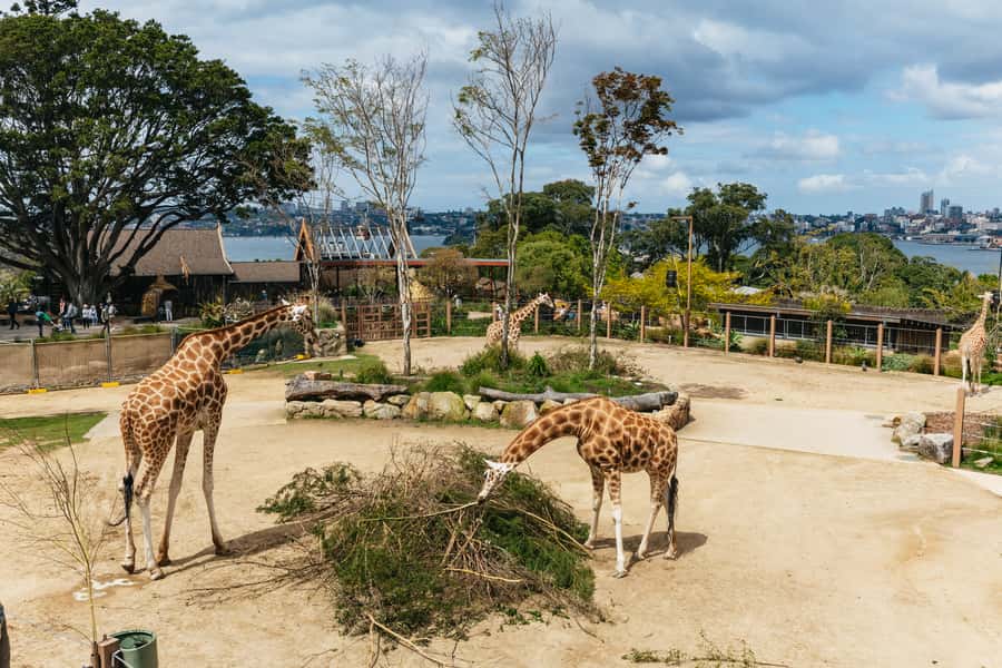 Sydney: Taronga Zoo Tickets - Price and value: what $38 gets you in a full-day plan