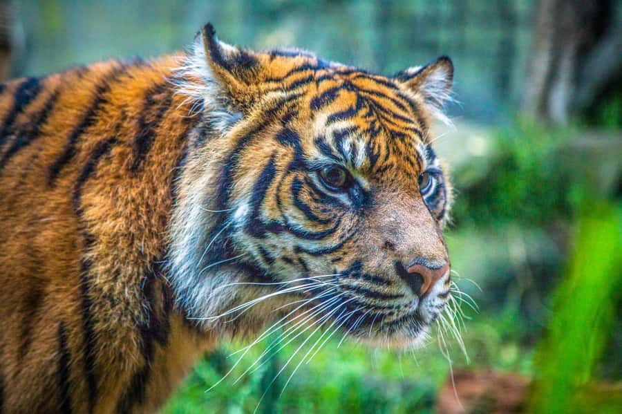 Sydney: Taronga Zoo Tickets - Your full-day flow: trails, routes, and when to catch the shows