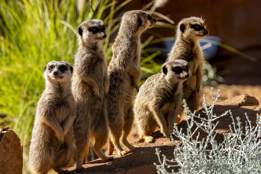 Sydney: Taronga Zoo Tickets - Accessibility, strollers, and the rules that affect your day