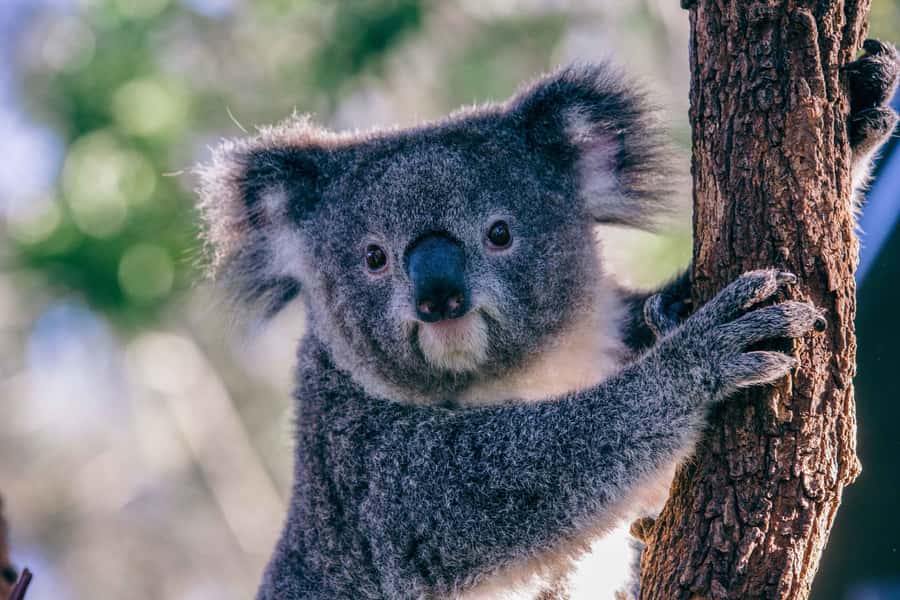 Sydney: Taronga Zoo Tickets - How to decide when to go: crowd energy and timing tips