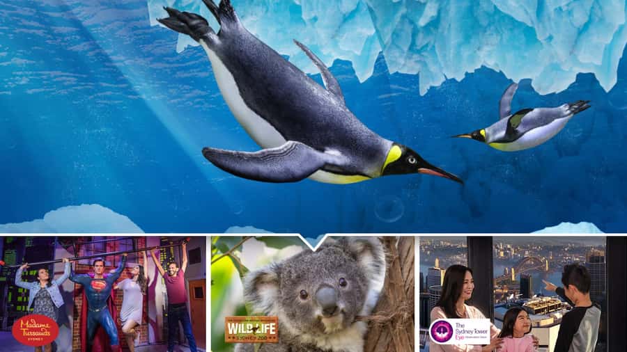 Sydney: Ultimate City Pass for 4 Attractions with Skywalk - SEA LIFE Sydney Aquarium and WILD LIFE Sydney Zoo: A Smart Animal Duo
