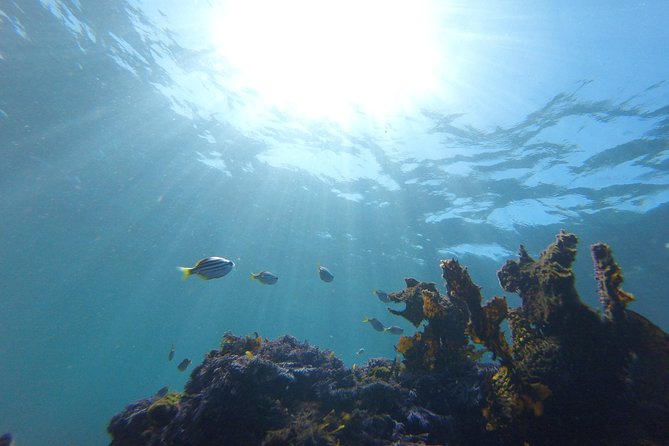 sydney underwater scooter tours - Should You Book This Sydney Underwater Scooter Tour in Clovelly?