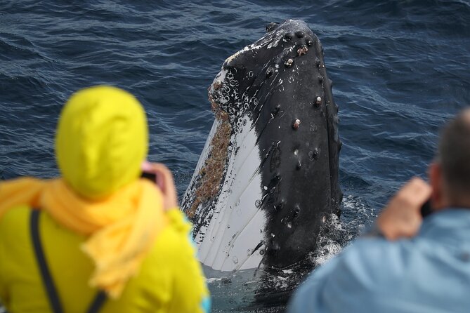 Sydney Whale Watching - 2.5hr Discovery Cruise - Price and value: is $57.63 a fair deal for 2.5 hours?