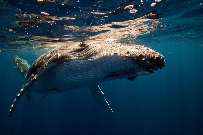 Sydney: Whale Watching Adventure Cruise - Price and Value at $63 for a Guaranteed Whale Day