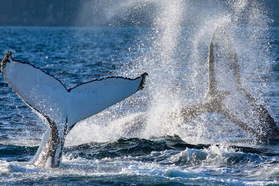 Sydney: Whale Watching Adventure Cruise - Whales Guaranteed! - Getting started at Circular Quay, and finding Barefoot Blue fast