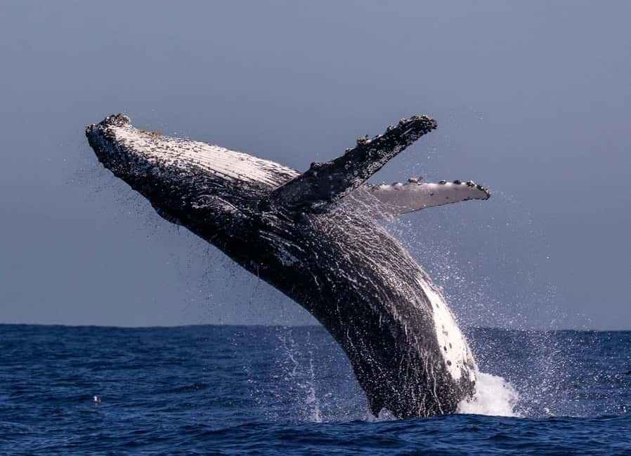 Sydney: Whale Watching Adventure Cruise - Whales Guaranteed! - Sunset-style timing: what makes the timing special