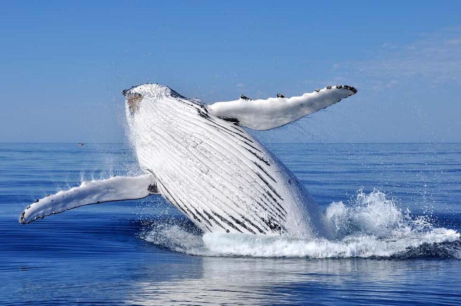 Sydney: Whale Watching Adventure Cruise - Whales Guaranteed! - Price and value: $43 for 3 hours, minus food and pickup