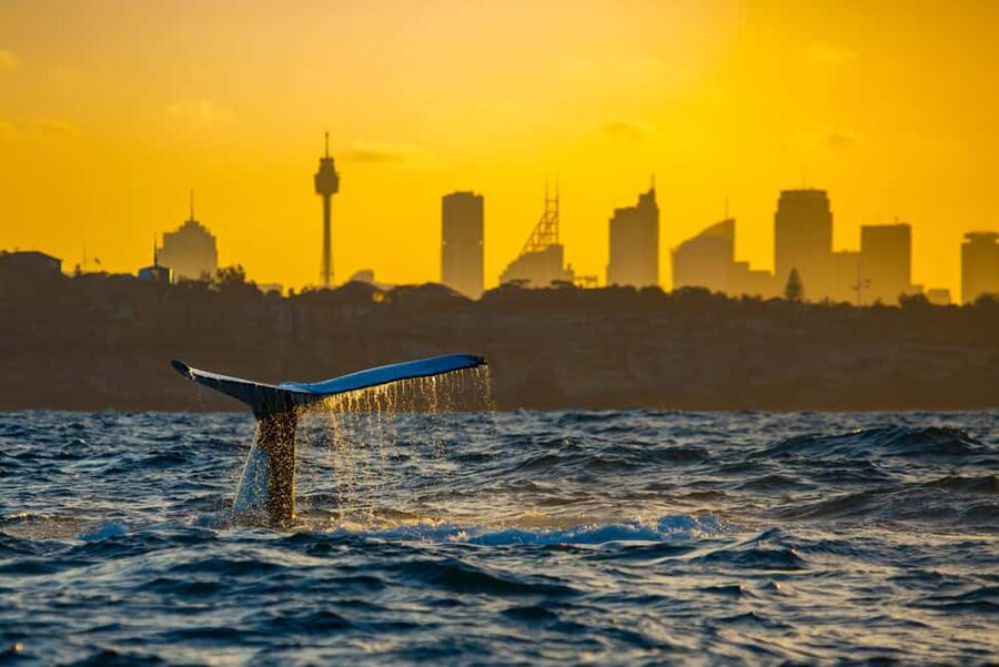 Sydney: Whale Watching Adventure Cruise - Whales Guaranteed! - Who should book this humpback whale cruise