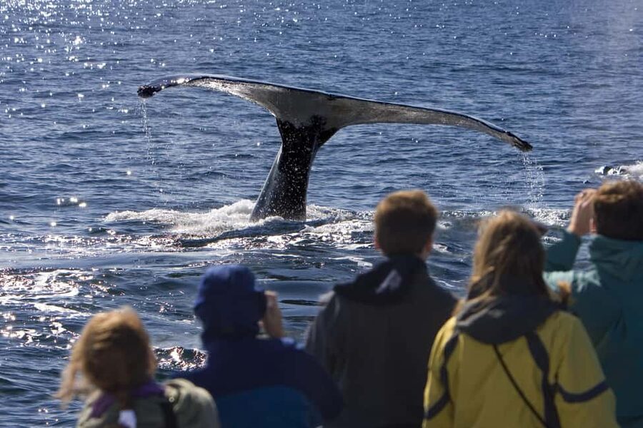 Sydney: Whale Watching Adventure Cruise - Whales Guaranteed! - What your whale-watching moment could look like