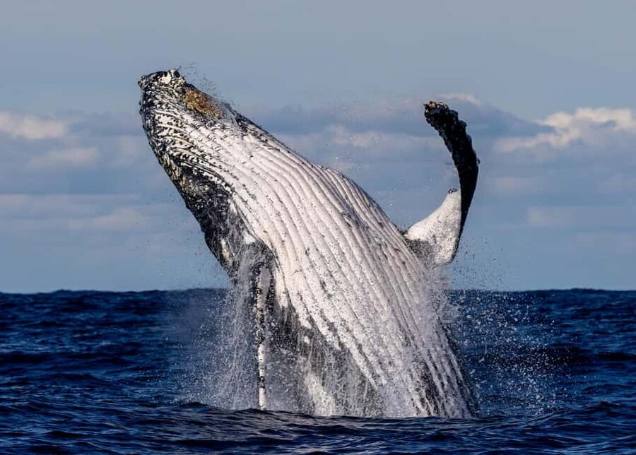 Sydney: Whale Watching Adventure Cruise - Whales Guaranteed! - Should you book this whale watching adventure cruise?