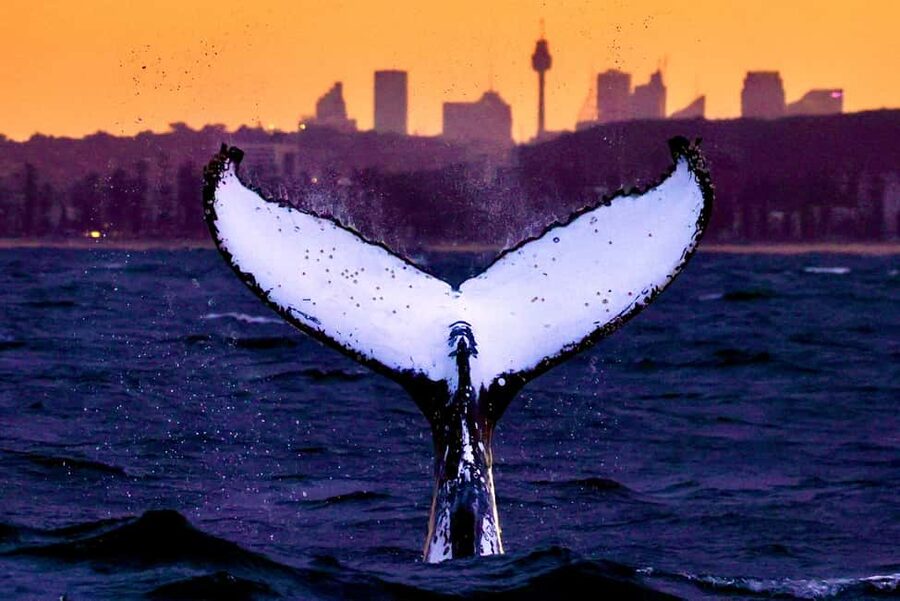 Sydney: Whale Watching Adventure Cruise - Whales Guaranteed! - The 3-hour route: harbour icons, Sydney Heads, then open ocean