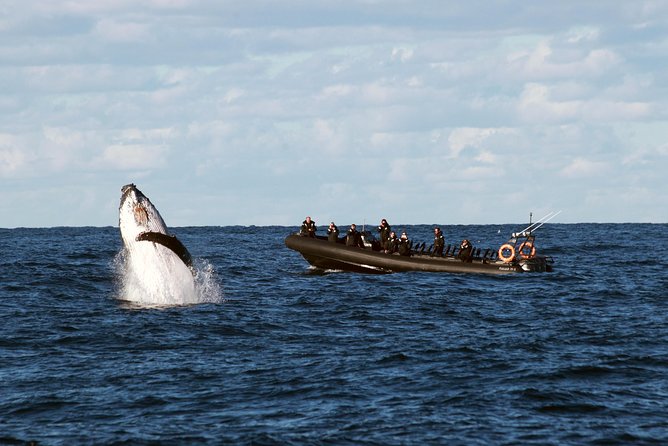 Sydney Whale-Watching by Speed Boat - Key points before you go