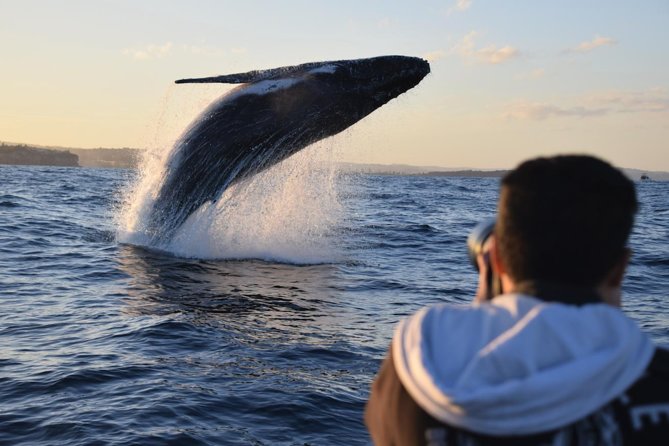 Sydney Whale-Watching by Speed Boat - From Circular Quay to the Tasman Sea in about two hours