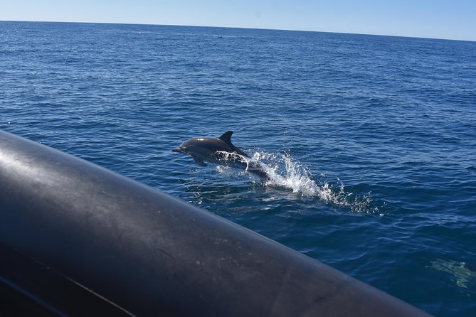 Sydney Whale-Watching by Speed Boat - Included gear and comfort: jackets help, but dress like you might get wet