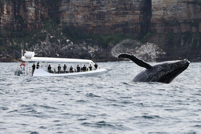 Sydney Whale-Watching by Speed Boat - The crew’s role: local spotting plus a passenger-friendly vibe