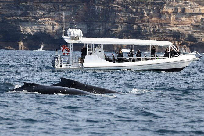 Sydney Whale-Watching by Speed Boat - Value check: is $92.52 worth it compared to other Sydney whale options?