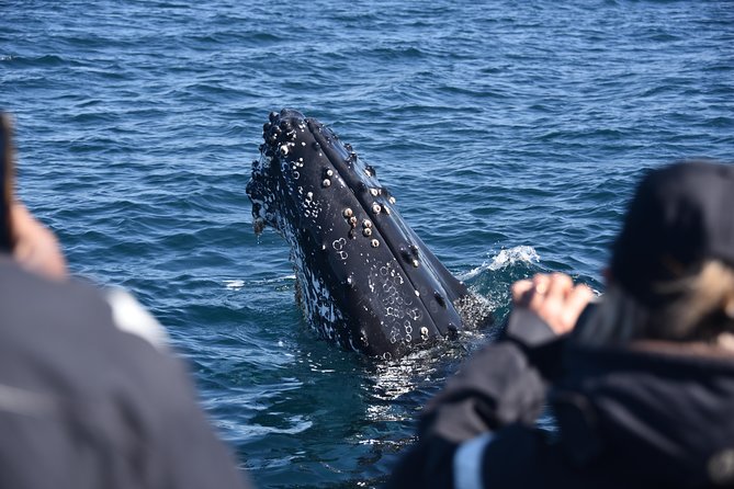 Sydney Whale-Watching by Speed Boat - Who should book this speedboat whale watch, and who should skip it